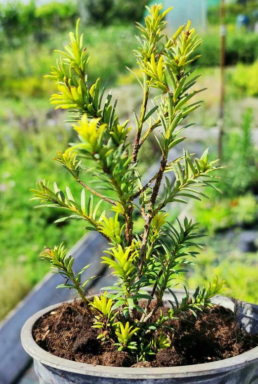 Taxus bacatta 2.trieda